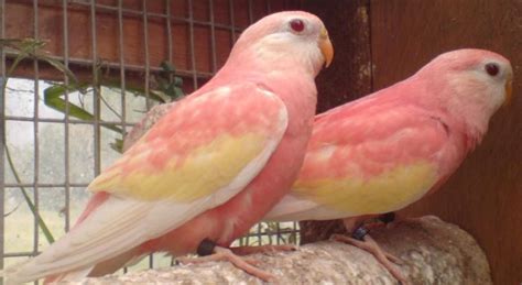 lutino bourke parakeet|rubino bourke parakeet.